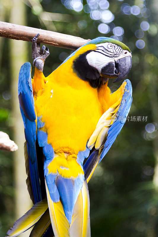 Foz do Iguaçu，热带鸟类